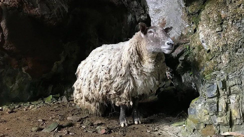 “英国最孤独的羊“困陡峭悬崖2年后终被救，动保组织却出来抗议？（组图） - 2
