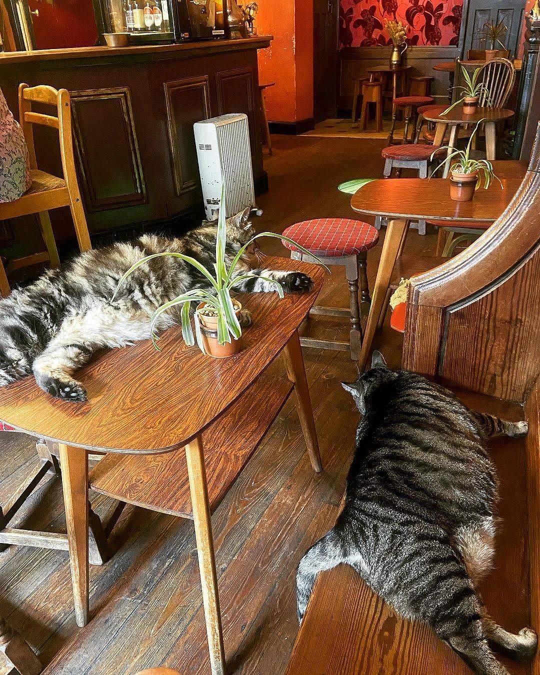 【宠物】我也想去这家猫咪酒吧，让大狸花酒保给我来一杯猫薄荷莫吉托 （组图） - 7
