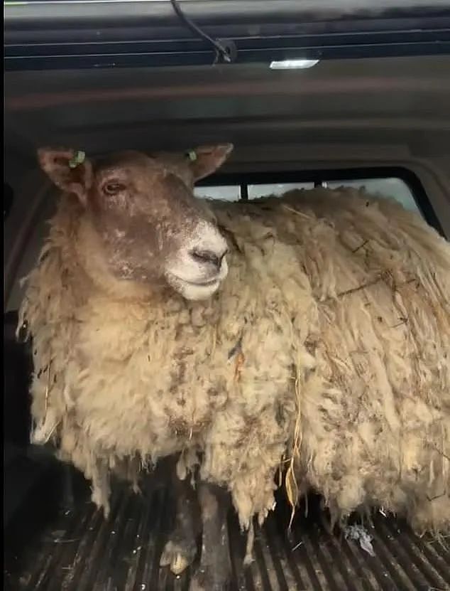 “英国最孤独的羊“困陡峭悬崖2年后终被救，动保组织却出来抗议？（组图） - 4