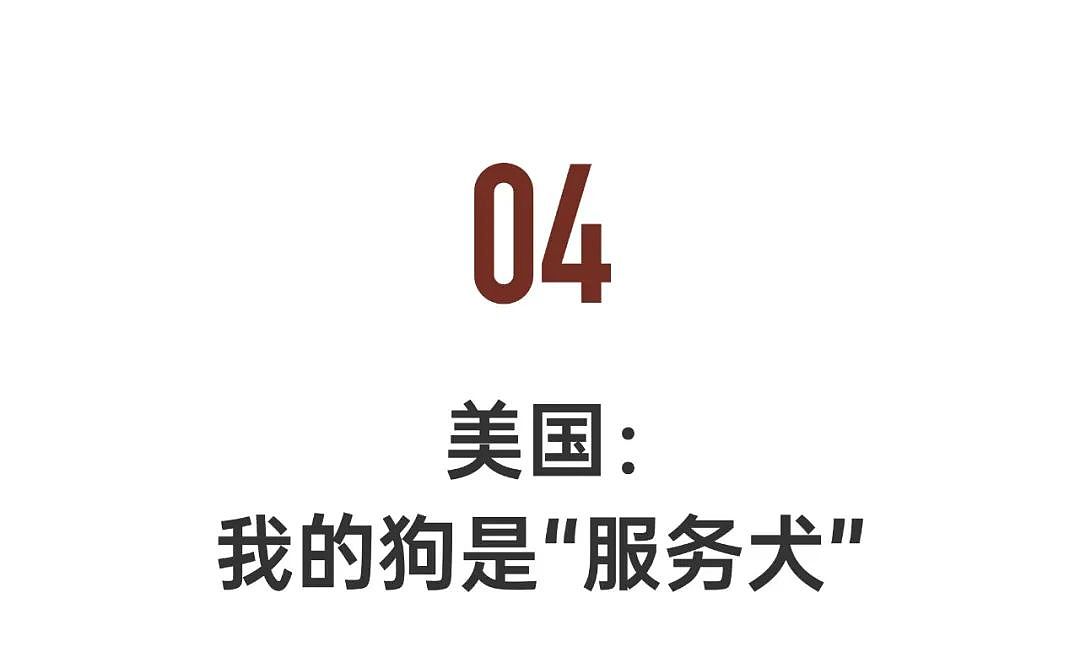 4位华人亲述海外养狗真相，每一条都震撼（组图） - 21