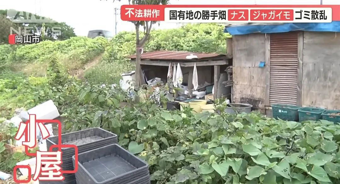 中国大爷大妈组团到日本非法种菜，有人用20年将国有河道种成“开心农场”…（组图） - 19