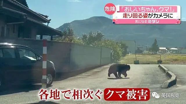 日本全国爆黑熊危机？彪形大熊撞火车还与路人肉搏，警察束手无策被团灭？（组图） - 5