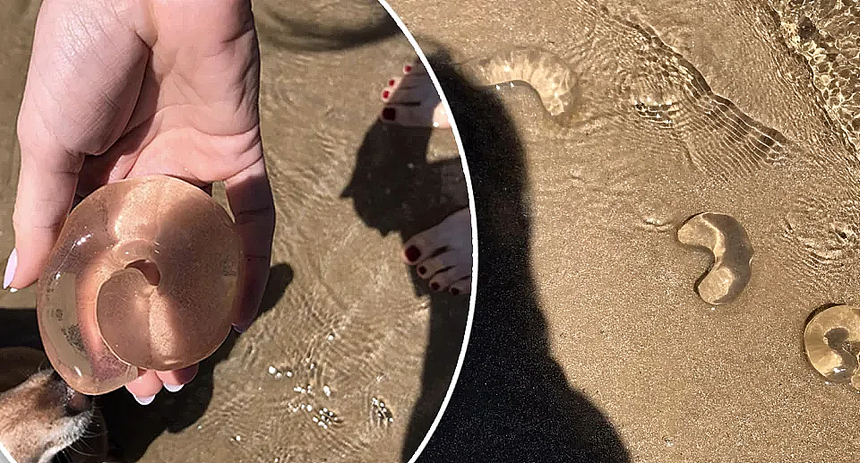 澳洲海滩惊现大量“神秘果冻”！网友各种猜想：“鲨鱼便便”？专家一语道破（组图） - 2