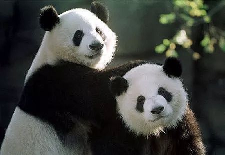 美国大熊猫搭专机回国，临走前它们把动物园虐惨了（组图） - 14