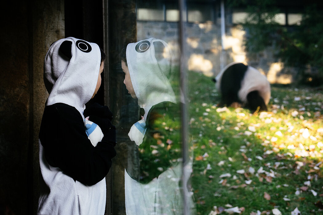 纽时：华盛顿大熊猫“美香”一家返回中国，熊猫外交时代结束了吗（组图） - 1