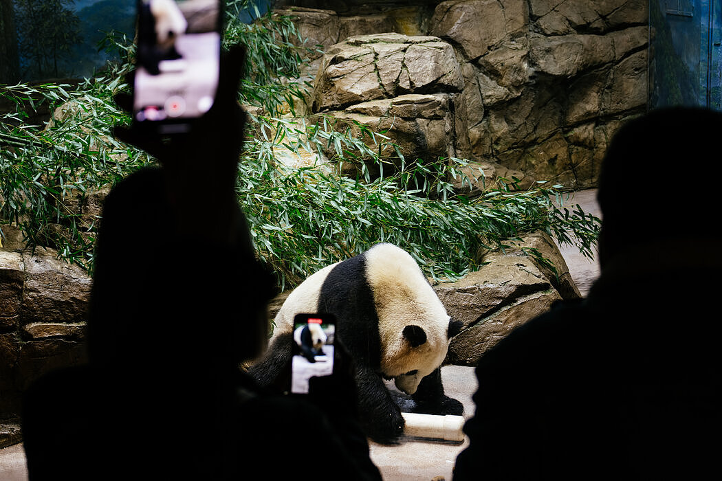纽时：华盛顿大熊猫“美香”一家返回中国，熊猫外交时代结束了吗（组图） - 5