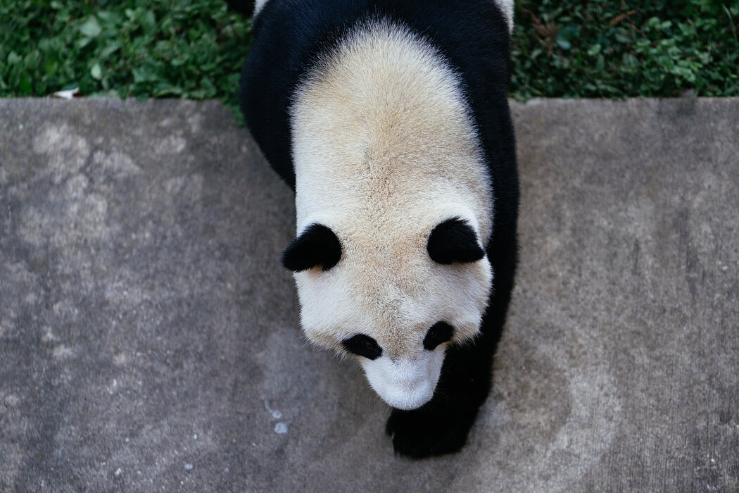 纽时：华盛顿大熊猫“美香”一家返回中国，熊猫外交时代结束了吗（组图） - 10