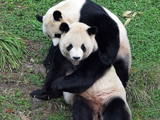 美国大熊猫搭专机回国，临走前它们把动物园虐惨了（组图） - 8