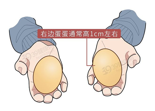 【健康】男性的蛋蛋为啥一高一低？这么重要的器官为什么不“藏深”一点（组图） - 4