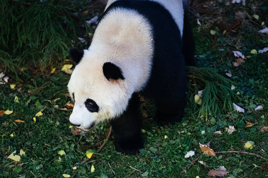 纽时：华盛顿大熊猫“美香”一家返回中国，熊猫外交时代结束了吗（组图） - 8