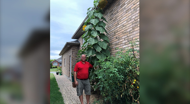 神奇宝地？加国男子种出长达2.56米的瓜，恐打破世界纪录！上一个打破纪录的瓜也在这...（组图） - 2