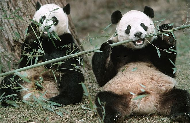 美国大熊猫搭专机回国，临走前它们把动物园虐惨了（组图） - 2