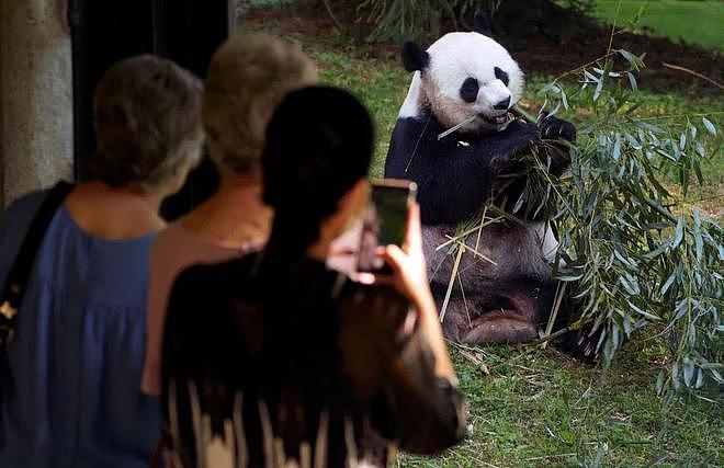 美国大熊猫搭专机回国，临走前它们把动物园虐惨了（组图） - 13