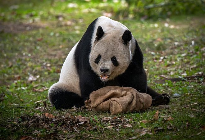美国大熊猫搭专机回国，临走前它们把动物园虐惨了（组图） - 4