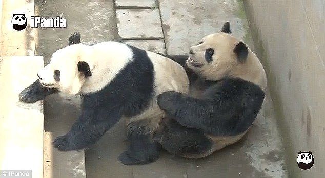 美国大熊猫搭专机回国，临走前它们把动物园虐惨了（组图） - 6