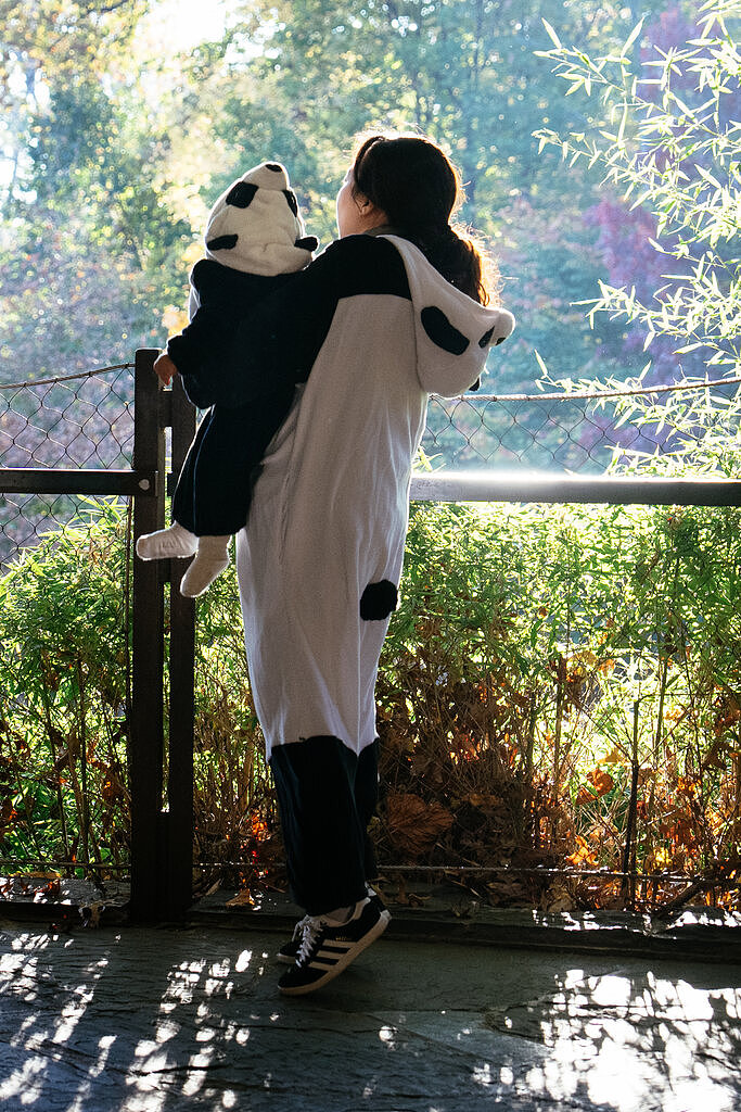 纽时：华盛顿大熊猫“美香”一家返回中国，熊猫外交时代结束了吗（组图） - 3