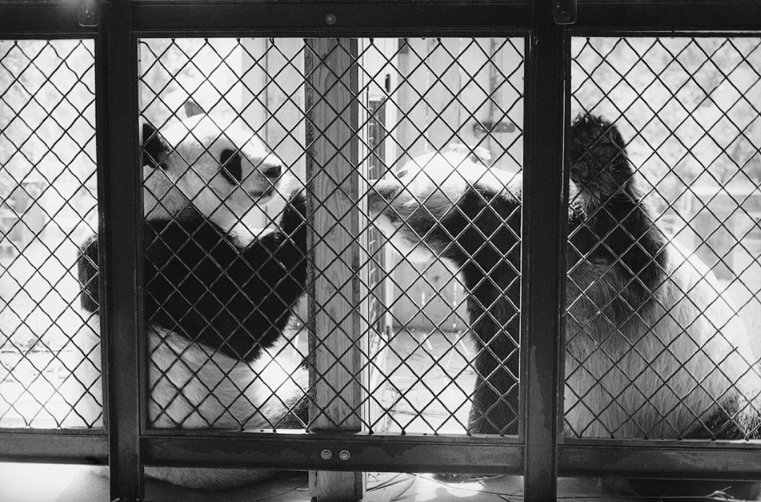 熊猫外交结束，直击一个时代的终结！大熊猫“美香”搭专机回国（组图） - 8