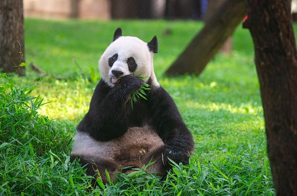 大熊猫不好养，美国租借一只每年要付这些钱（图） - 1