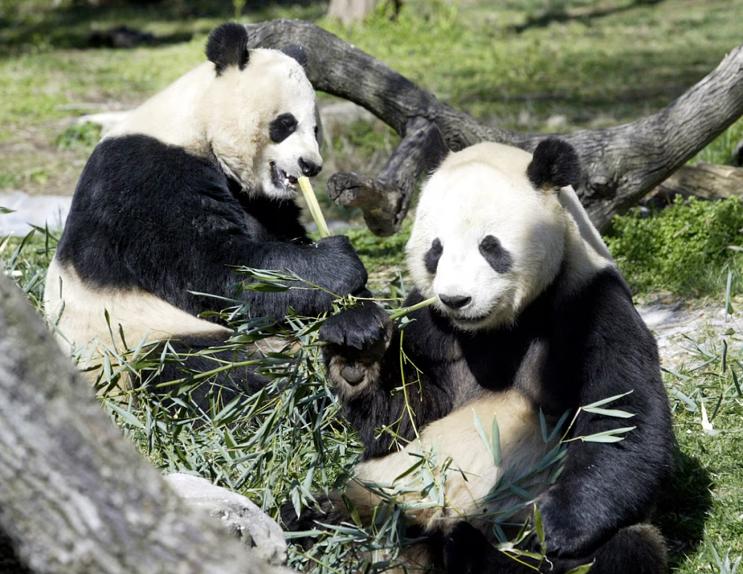 熊猫外交结束，直击一个时代的终结！大熊猫“美香”搭专机回国（组图） - 4