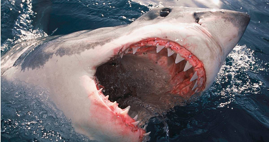 澳洲潜水客头部遭大白鲨猛啃…牙齿脱落，竟是卡在头骨上（图） - 1