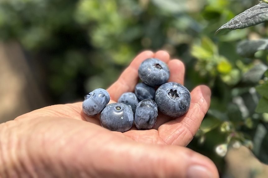 特大蓝莓人见人爱，西澳农场扩大种植规模进军海外（组图） - 1