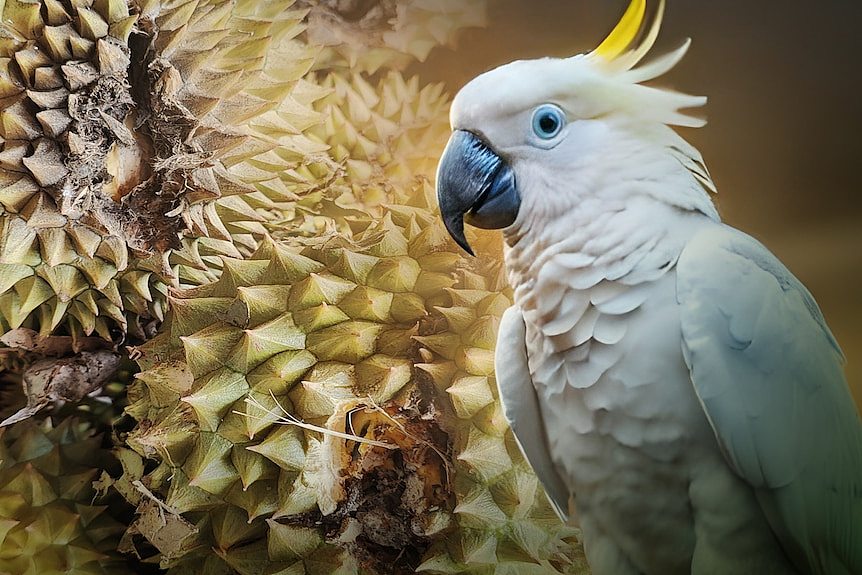 澳洲的白凤头鹦鹉也爱吃榴莲（图） - 1