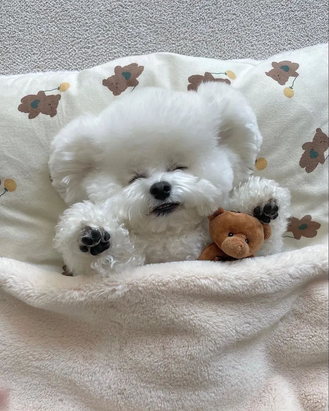 【宠物】以为狗子抱着泰迪熊玩偶在睡觉，仔细一看居然是活的...（组图） - 1