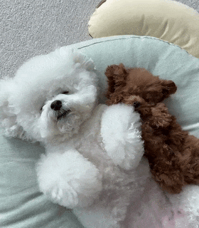 【宠物】以为狗子抱着泰迪熊玩偶在睡觉，仔细一看居然是活的...（组图） - 4