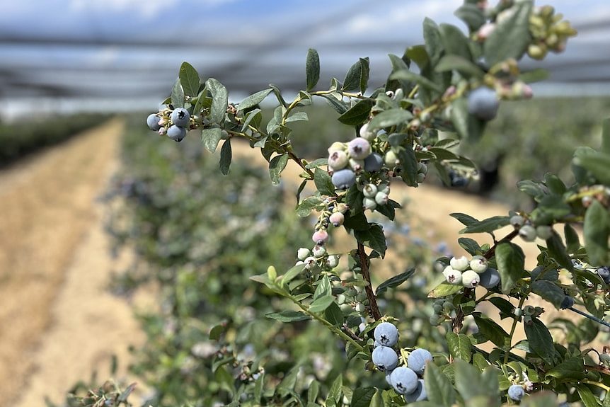 特大蓝莓人见人爱，西澳农场扩大种植规模进军海外（组图） - 2