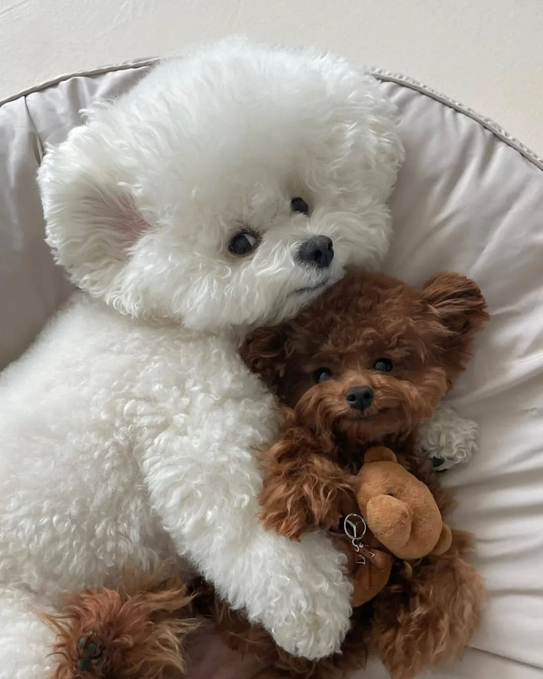 【宠物】以为狗子抱着泰迪熊玩偶在睡觉，仔细一看居然是活的...（组图） - 5