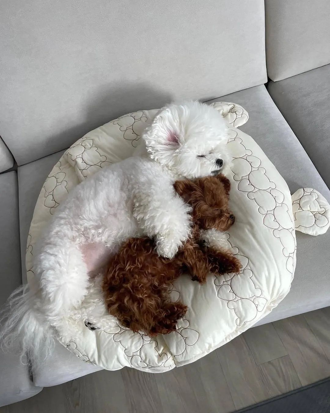 【宠物】以为狗子抱着泰迪熊玩偶在睡觉，仔细一看居然是活的...（组图） - 7