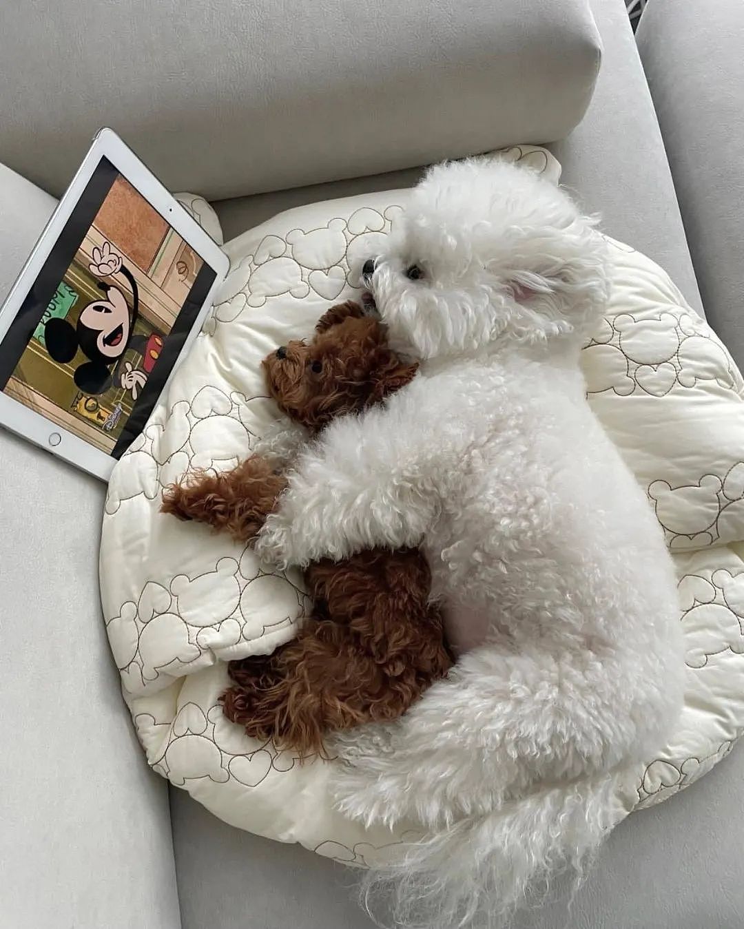 【宠物】以为狗子抱着泰迪熊玩偶在睡觉，仔细一看居然是活的...（组图） - 6
