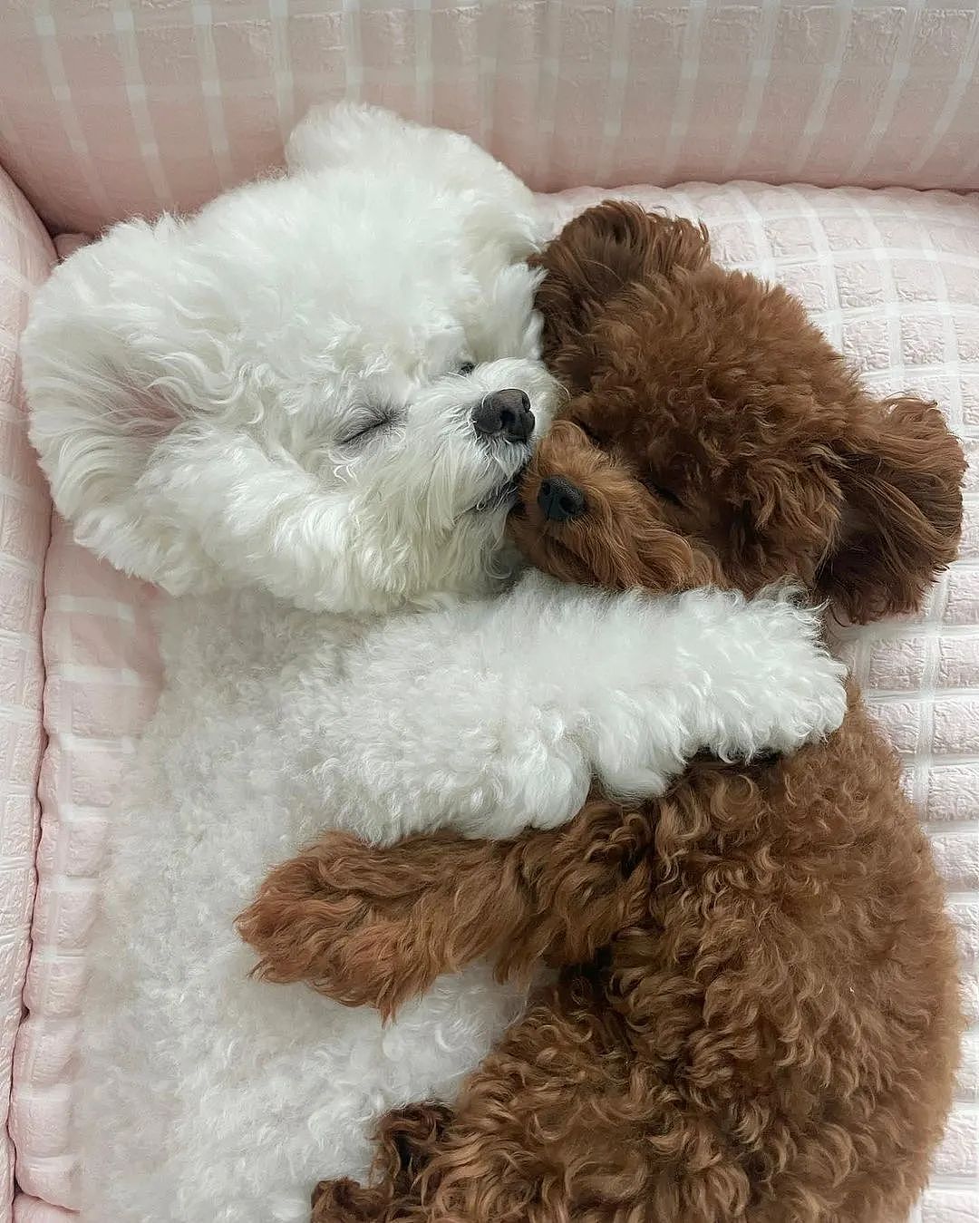 【宠物】以为狗子抱着泰迪熊玩偶在睡觉，仔细一看居然是活的...（组图） - 9