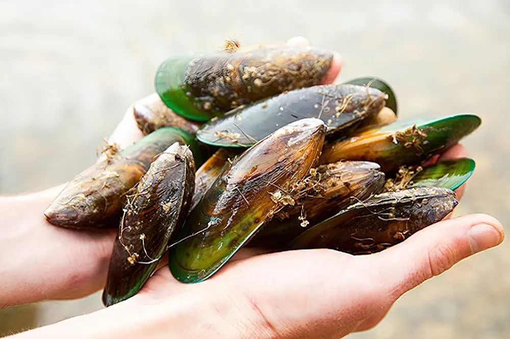 新西兰多个海岸的贝类检测出致命毒素！华人爱吃的这些赫然在列（组图） - 5