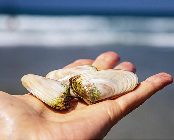新西兰多个海岸的贝类检测出致命毒素！华人爱吃的这些赫然在列（组图） - 6
