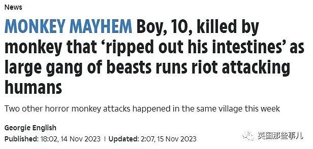 恐怖！印度猴群一周三次袭击村庄，扯出10岁男孩的肠子，造成惨剧（组图） - 1