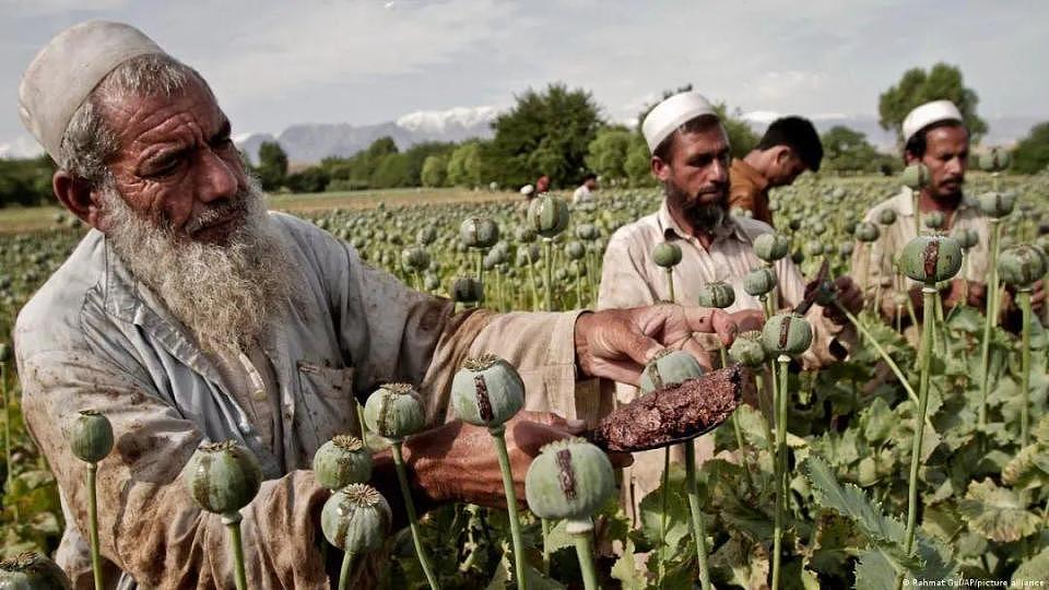 联合国宣布：阿富汗毒品种植面积锐减95%，塔利班是咋做到的？（组图） - 10
