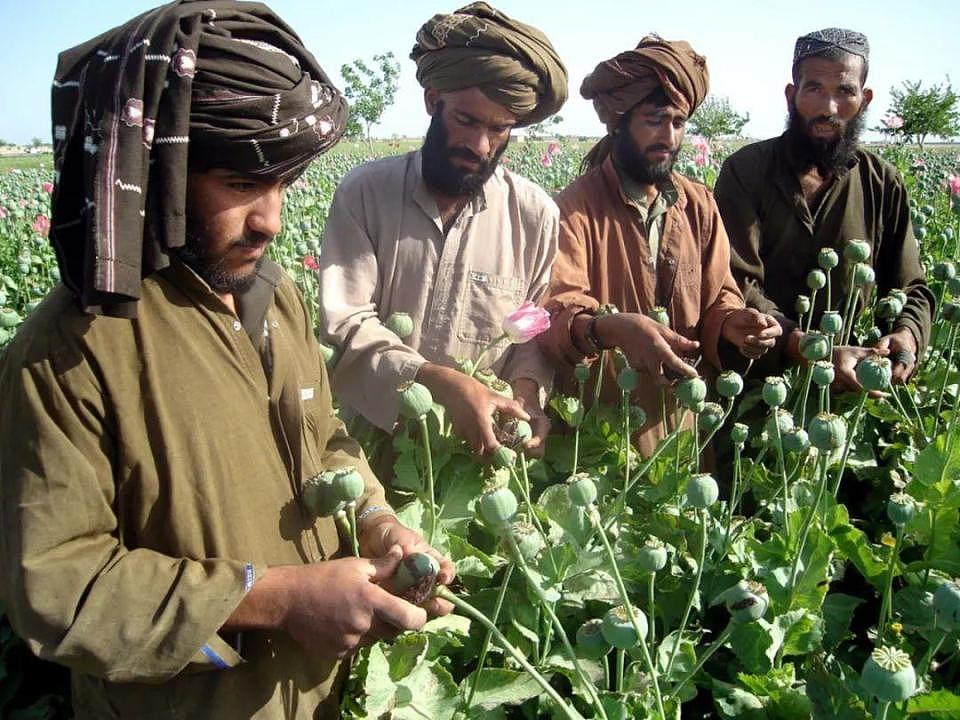 联合国宣布：阿富汗毒品种植面积锐减95%，塔利班是咋做到的？（组图） - 3