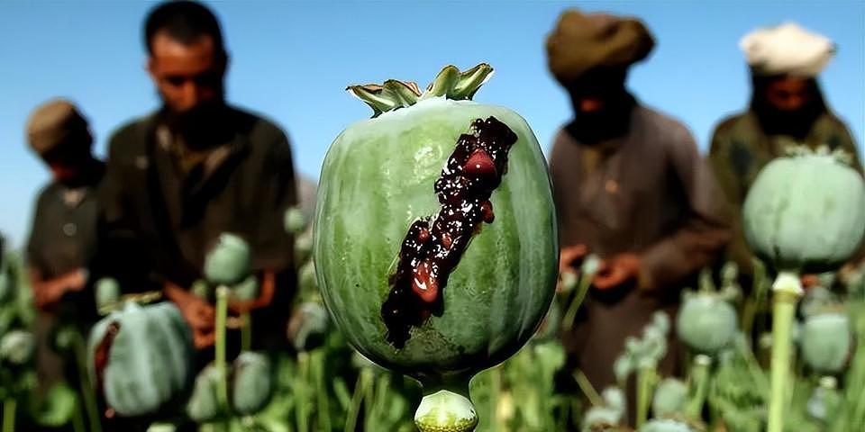 联合国宣布：阿富汗毒品种植面积锐减95%，塔利班是咋做到的？（组图） - 16