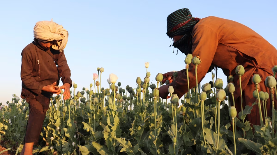 联合国宣布：阿富汗毒品种植面积锐减95%，塔利班是咋做到的？（组图） - 4