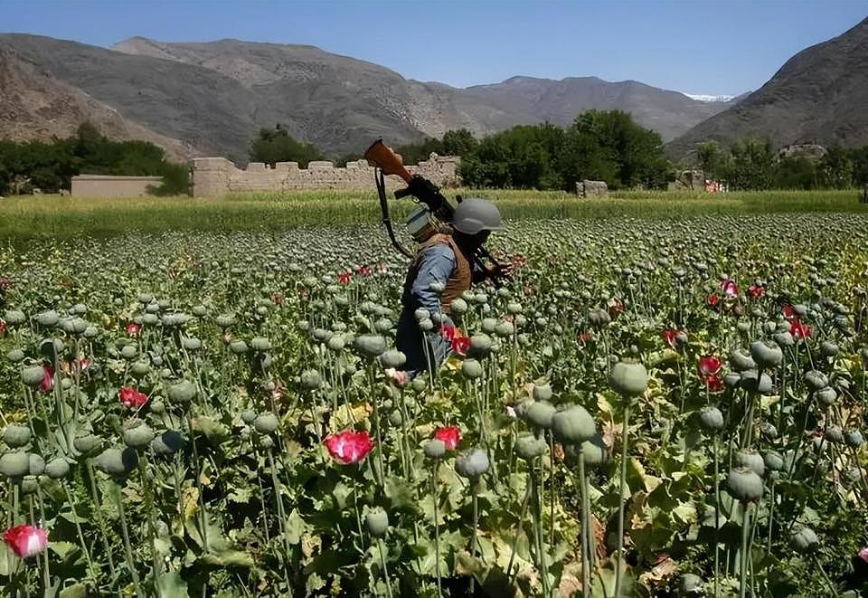 联合国宣布：阿富汗毒品种植面积锐减95%，塔利班是咋做到的？（组图） - 6
