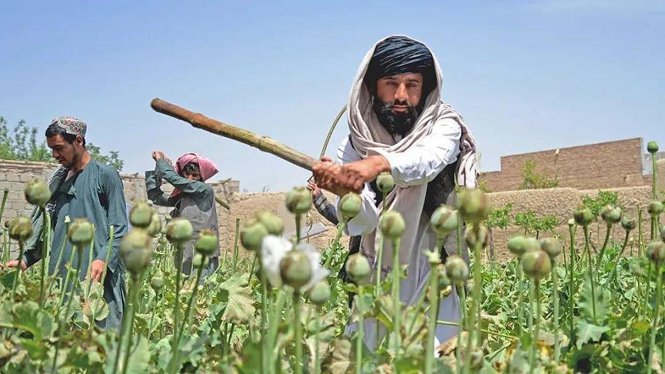 联合国宣布：阿富汗毒品种植面积锐减95%，塔利班是咋做到的？（组图） - 2