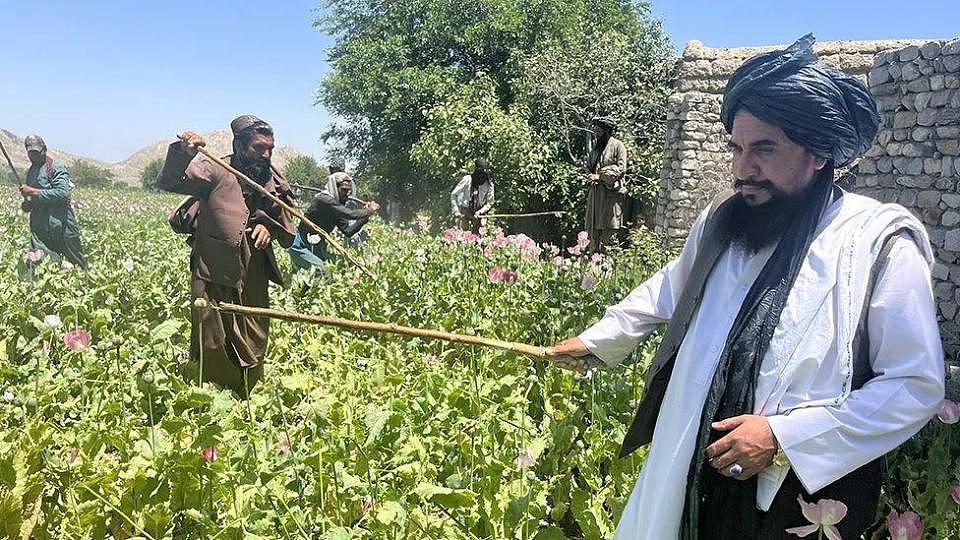 联合国宣布：阿富汗毒品种植面积锐减95%，塔利班是咋做到的？（组图） - 7