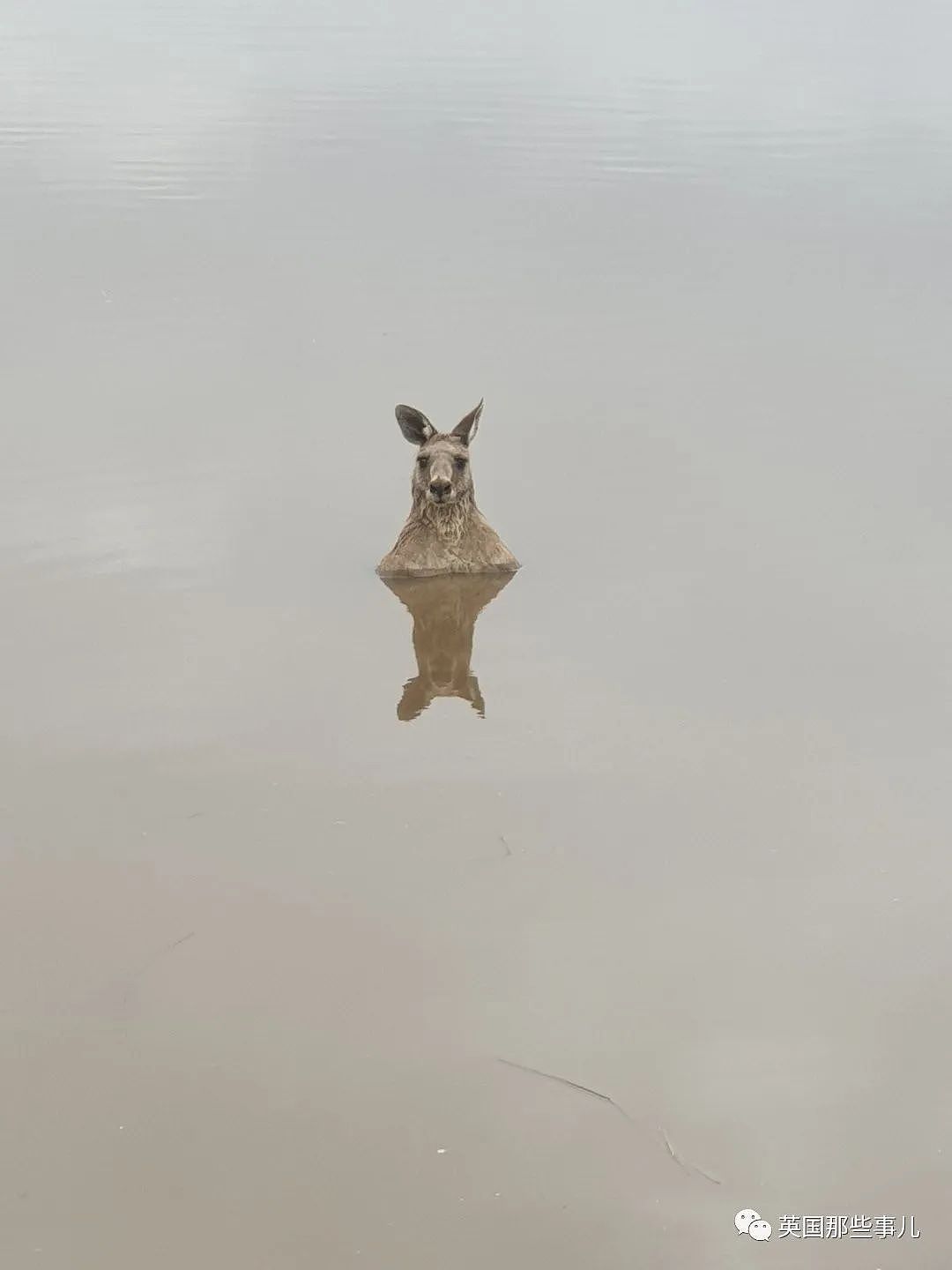 慎入！网友新一波狂野澳洲照片，随处可见的可怕生物，一不小心就会中招啊（组图） - 23