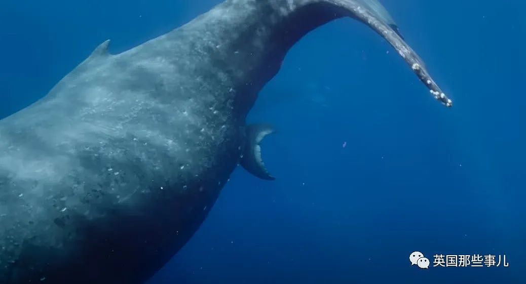 太震撼！首次拍到座头鲸产子全程，在一片梦幻水泡中，迎来新生命征程（组图） - 9