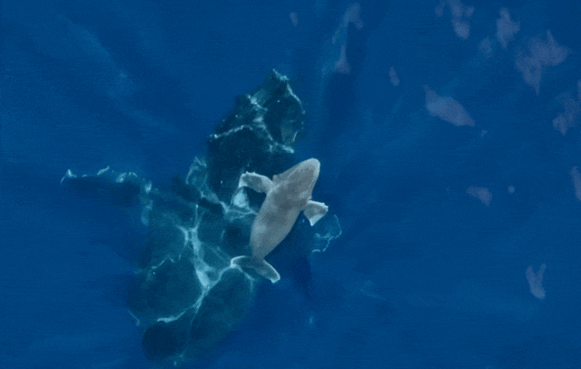 太震撼！首次拍到座头鲸产子全程，在一片梦幻水泡中，迎来新生命征程（组图） - 17