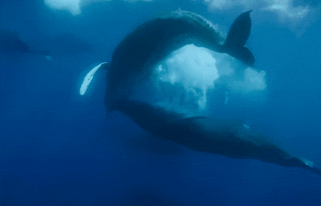 太震撼！首次拍到座头鲸产子全程，在一片梦幻水泡中，迎来新生命征程（组图） - 6