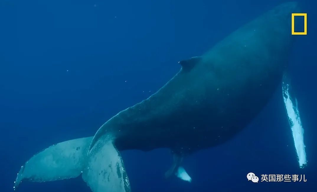 太震撼！首次拍到座头鲸产子全程，在一片梦幻水泡中，迎来新生命征程（组图） - 11