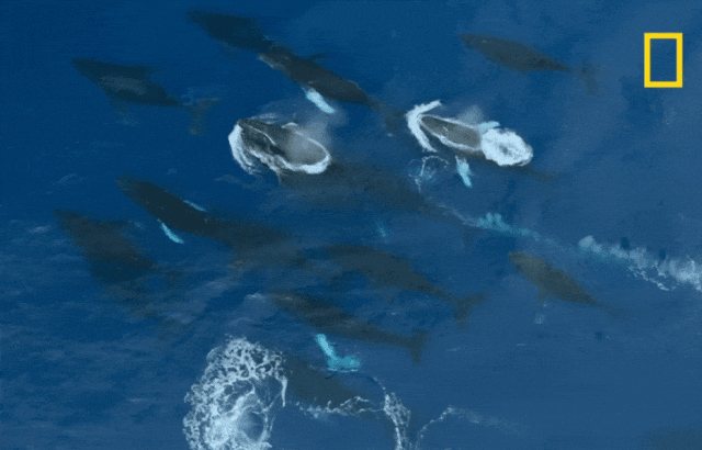 太震撼！首次拍到座头鲸产子全程，在一片梦幻水泡中，迎来新生命征程（组图） - 7