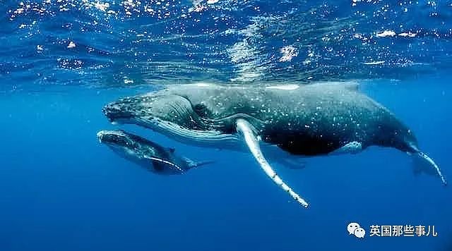 太震撼！首次拍到座头鲸产子全程，在一片梦幻水泡中，迎来新生命征程（组图） - 3